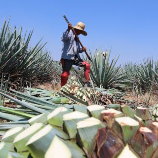 Suman más de mil 300 agaveros con certificación Agave Responsable Social