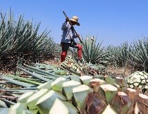 La marca de certificación Agave Responsable Social (ARS) no tiene costo y está dirigida a los productores de agave. CORTESÍA