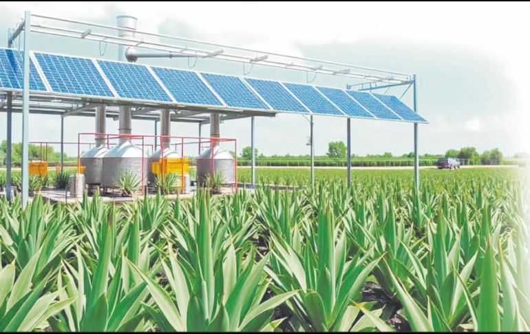 La agricultura regenerativa tiene como objetivo restaurar la calidad y fertilidad de los suelos degradados. EL INFORMADOR / ARCHIVO