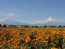 Los cultivadores de cempasúchil se han visto afectados por lluvias torrenciales, sequía prolongada y otros impactos del cambio climático. EFE / H. Ríos