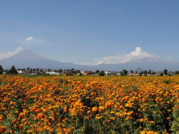 Los cultivadores de cempasúchil se han visto afectados por lluvias torrenciales, sequía prolongada y otros impactos del cambio climático. EFE / H. Ríos