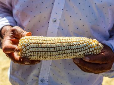 La Sader informó que se instalarán mesas de diálogo permanentes entre agricultores, compradores y autoridades locales para revisar los precios de compra y transparentar los mecanismos de venta. EL INFORMADOR / A. Navarro