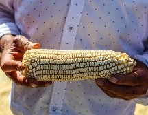 La Sader informó que se instalarán mesas de diálogo permanentes entre agricultores, compradores y autoridades locales para revisar los precios de compra y transparentar los mecanismos de venta. EL INFORMADOR / A. Navarro