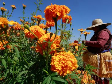La flor del cempasúchil tiene un fugaz periodo de vida de tan solo cuatro meses. EFE/ F. Gutiérrez