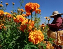 La flor del cempasúchil tiene un fugaz periodo de vida de tan solo cuatro meses. EFE/ F. Gutiérrez