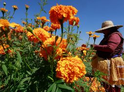 La flor del cempasúchil tiene un fugaz periodo de vida de tan solo cuatro meses. EFE/ F. Gutiérrez
