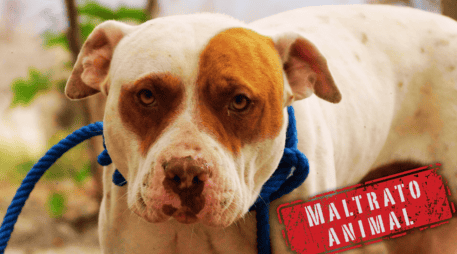El maltrato animal en Mérida está penado por el Código Penal del Estado de Yucatán y las sanciones varían según la gravedad del daño. SUN / ARCHIVO