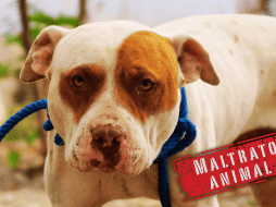 El maltrato animal en Mérida está penado por el Código Penal del Estado de Yucatán y las sanciones varían según la gravedad del daño. SUN / ARCHIVO