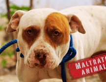 El maltrato animal en Mérida está penado por el Código Penal del Estado de Yucatán y las sanciones varían según la gravedad del daño. SUN / ARCHIVO