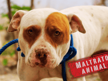 El maltrato animal en Mérida está penado por el Código Penal del Estado de Yucatán y las sanciones varían según la gravedad del daño. SUN / ARCHIVO