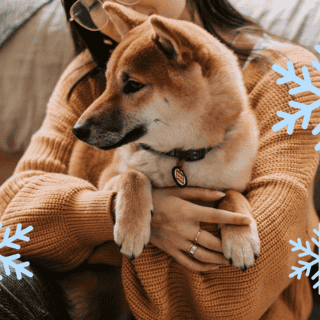 Estos son los cuidados que debes darle a tu perro en temporada de frío