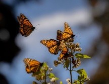La migración de la mariposa monarca se da cada año y es un fenómeno único ya que se realiza a lo largo de varias generaciones de mariposas. ESPECIAL/ Gobierno de México.