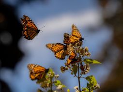 La migración de la mariposa monarca se da cada año y es un fenómeno único ya que se realiza a lo largo de varias generaciones de mariposas. ESPECIAL/ Gobierno de México.