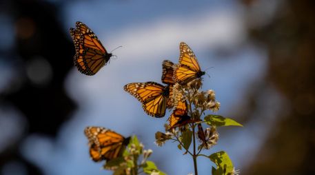 La migración de la mariposa monarca se da cada año y es un fenómeno único ya que se realiza a lo largo de varias generaciones de mariposas. ESPECIAL/ Gobierno de México.