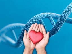 Esta investigación abre nuevas posibilidades terapéuticas para reparar el daño cardíaco. ESPECIAL / CANVA