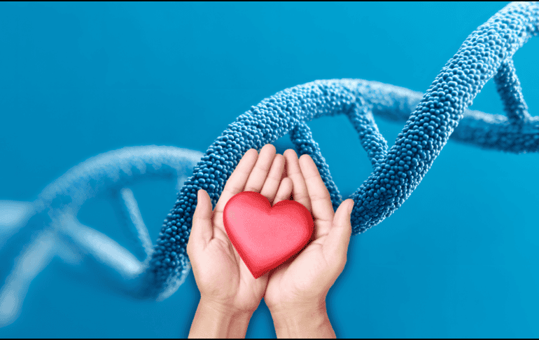 Esta investigación abre nuevas posibilidades terapéuticas para reparar el daño cardíaco. ESPECIAL / CANVA