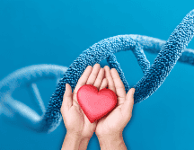 Esta investigación abre nuevas posibilidades terapéuticas para reparar el daño cardíaco. ESPECIAL / CANVA