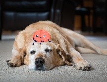 Los especialistas recomiendan que los dueños permanezcan atentos a cualquier cambio en las rutinas o actitudes del animal.  ESPECIAL / CANVA