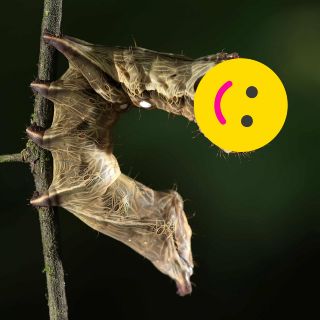 Así puedes crear un hábitat seguro para insectos beneficiosos en tu jardín