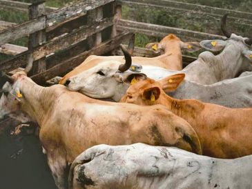 El operativo contempla cuarentenas, controles interestatales y capacitación veterinaria. EL UNIVERSAL