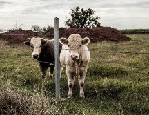 El gusano barrenador es una larva proveniente de la mosca, que se alimenta del tejido vivo de animales de sangre caliente. EL INFORMADOR/ARCHIVO
