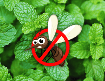 Este remedio, además de ser eficiente contra los mosquitos, aporta una sensación de frescura y es amigable con el ambiente, pues se encuentra libre de químicos. ESPECIAL / CANVA