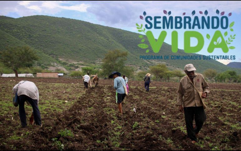 Sembrando Vida es una iniciativa integral que beneficia a los trabajadores del campo y al medio ambiente. Xinhua/ESPECIAL