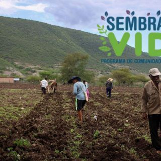 Sembrando Vida: Fecha oficial del pago en noviembre 2025