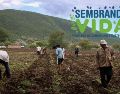 Sembrando Vida es una iniciativa integral que beneficia a los trabajadores del campo y al medio ambiente. Xinhua/ESPECIAL