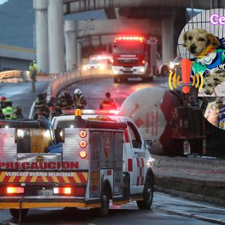 Perra herida en explosión de pipa en Ixtapalapa encuentra hogar