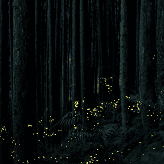 ¿Por qué las luciérnagas están en peligro de desaparecer?