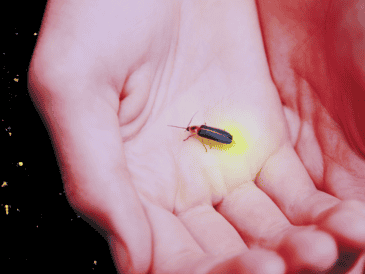 Estas especies se concentran en tres grandes zonas del país: la región centro, el noroeste y la zona golfo-caribe. ESPECIAL / CANVA