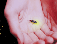 Estas especies se concentran en tres grandes zonas del país: la región centro, el noroeste y la zona golfo-caribe. ESPECIAL / CANVA