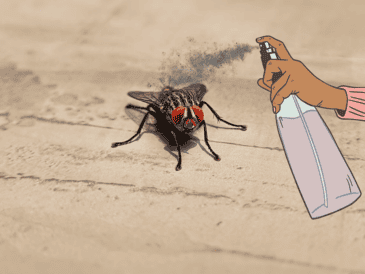 La presencia de estos insectos persiste sin importar si es temporada de calor o frío. UNSPLASH / A. SHETTY