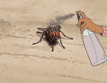 La presencia de estos insectos persiste sin importar si es temporada de calor o frío. UNSPLASH / A. SHETTY