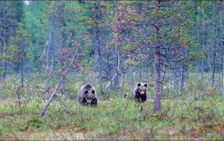 Los agentes de Policía de Japón pueden ya disparar con rifles contra los osos pardos en caso de peligro inminente, gracias a una normativa que entró en vigor este jueves entre una ola récord de ataques de estos animales contra humanos que ha dejado trece muertos. Pixabay