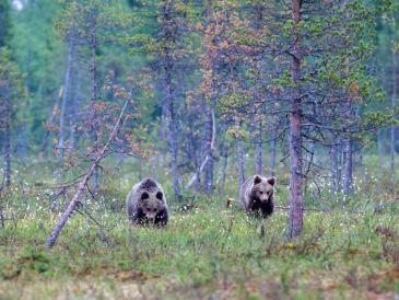 Los agentes de Policía de Japón pueden ya disparar con rifles contra los osos pardos en caso de peligro inminente, gracias a una normativa que entró en vigor este jueves entre una ola récord de ataques de estos animales contra humanos que ha dejado trece muertos. Pixabay