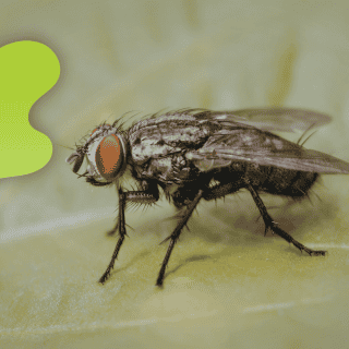 ¿Por qué hay moscas en tu hogar o jardín?