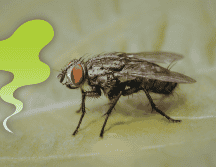 Las moscas suelen acercarse a lugares donde encuentran comida, humedad o materia orgánica en descomposición. ESPECIAL / CANVA