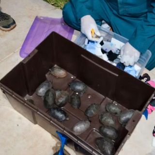 Rescatan más de 700 tortugas traficadas como cosméticos en Tijuana