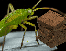 A pesar de los buenos resultados, no todas las formas de proteína de insecto tienen el mismo potencial. ESPECIAL