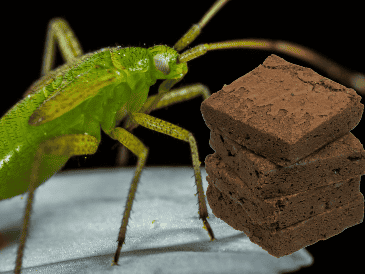 A pesar de los buenos resultados, no todas las formas de proteína de insecto tienen el mismo potencial. ESPECIAL
