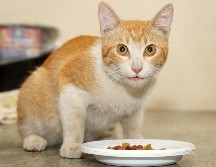 Ofertas del Buen Fin incluyen descuentos en alimento. EL INFORMADOR/Archivo