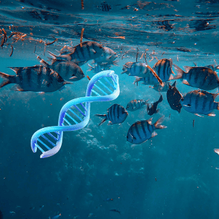 ¿Cómo las temperaturas elevadas pueden modificar el ADN de los peces?