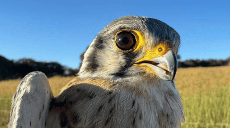 Durante la revisión veterinaria se determinó que el cernícalo presentaba un impacto leve que le impedía volar temporalmente. ESPECIAL / AYUNTAMIENTO DE TLAJOMULCO