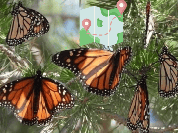Cada año, millones de mariposas Monarca emprenden su viaje desde el norte del continente para refugiarse del frío y hibernar en los bosques de oyamel de México. GOBIERNO DE MICHOACÁN / CANVA