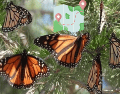 Cada año, millones de mariposas Monarca emprenden su viaje desde el norte del continente para refugiarse del frío e hibernar en los bosques de oyamel de México. GOBIERNO DE MICHOACÁN / CANVA