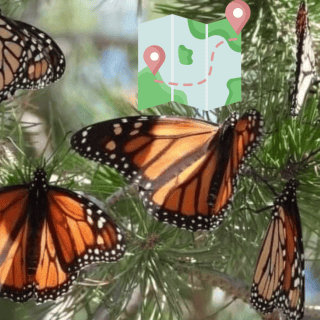Primera mariposa Monarca con transmisor llega a Michoacán; así fue su increíble travesía