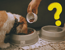 La contaminación generada por la carne que consumen los perros y gatos en Estados Unidos equivale a la contaminación producida por conducir 13,6 millones de autos durante un año. ESPECIAL