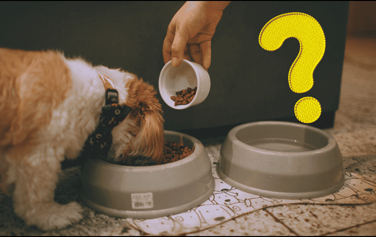 La contaminación generada por la carne que consumen los perros y gatos en Estados Unidos equivale a la contaminación producida por conducir 13,6 millones de autos durante un año. ESPECIAL